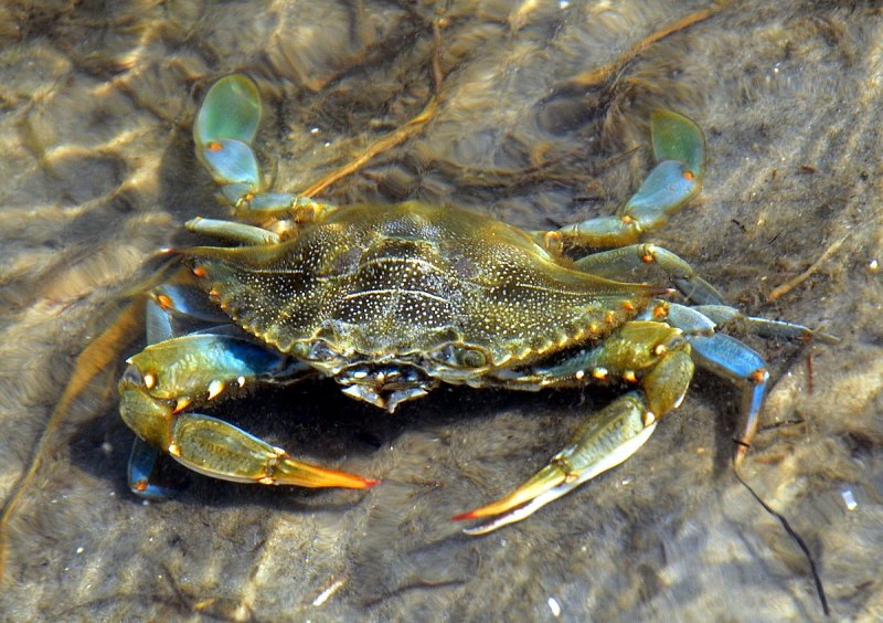 Callinectes sapidus