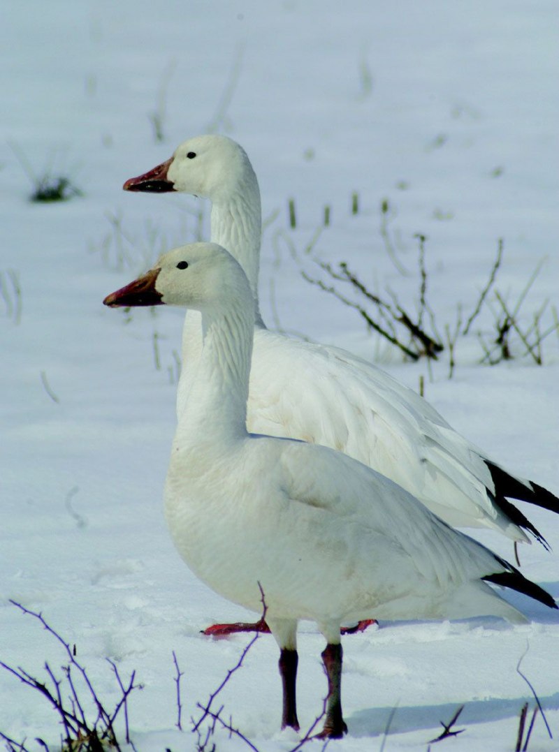 Сноу Гус (Snow Goose)