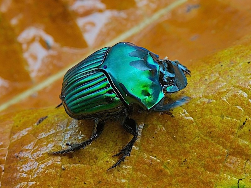 Перламутровый жук (70 фото)