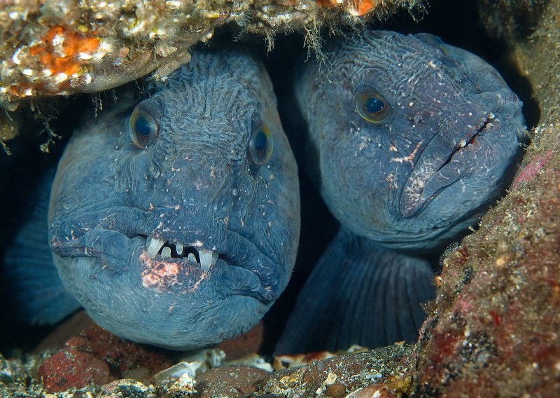 Дальневосточная зубатка (Anarhichas orientalis),