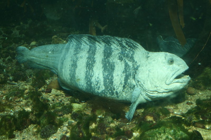 Дальневосточная зубатка (Anarhichas orientalis),