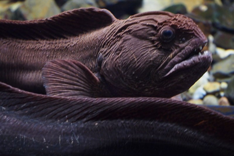 Дальневосточная зубатка (Anarhichas orientalis),