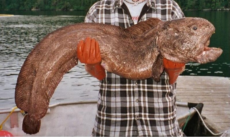 Морская собака зубатка