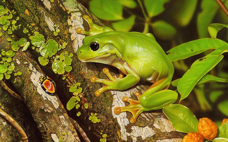 Зеленая древесная лягушка (48 фото)