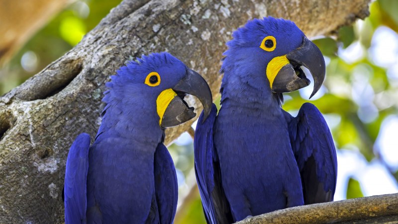 Попугай ара синий (60 фото)