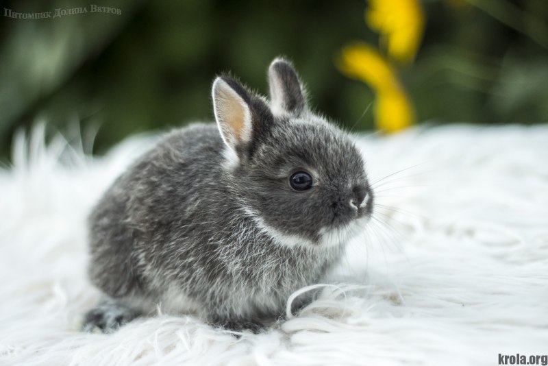 Кролик минор (78 фото)