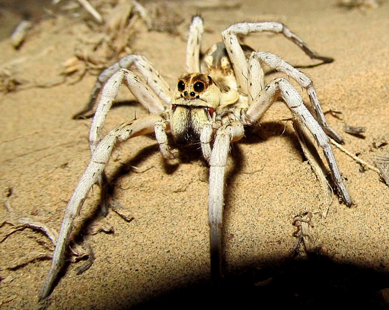Пустынный паук (64 фото)