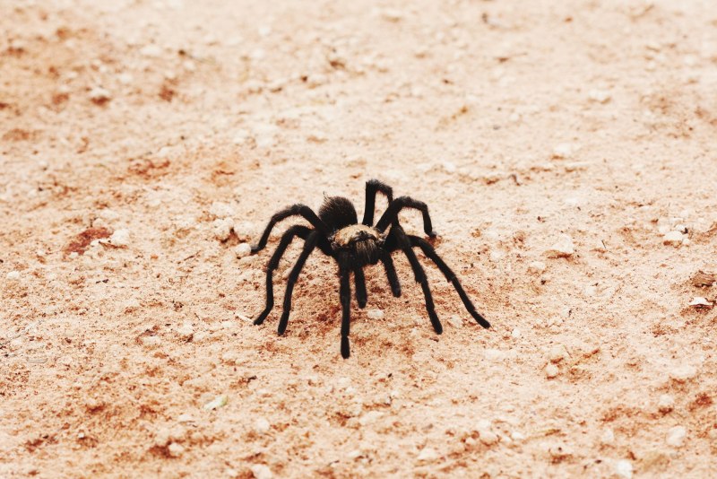 Паук Cebrennus rechenbergi