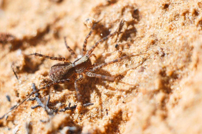 Cebrennus rechenbergi