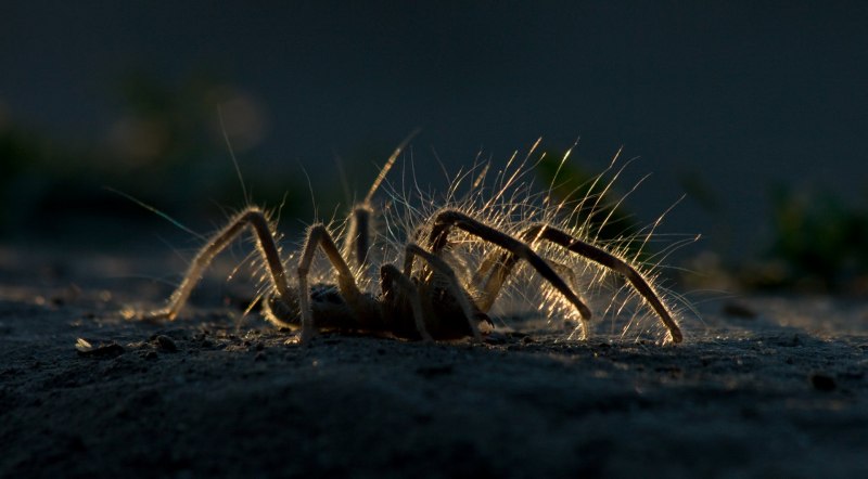 Androctonus mauritanicus