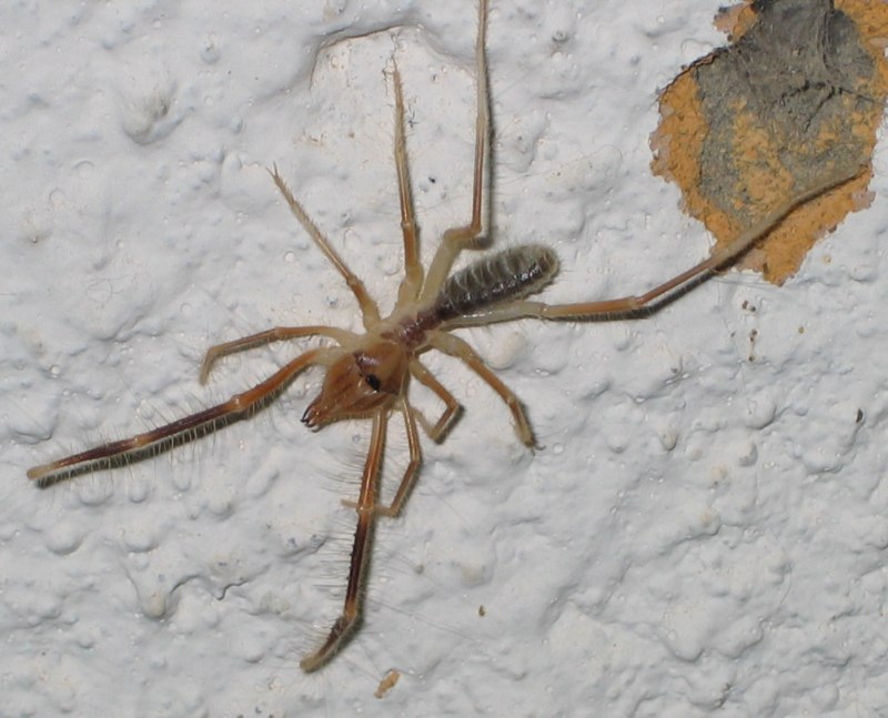 Carparachne aureoflava