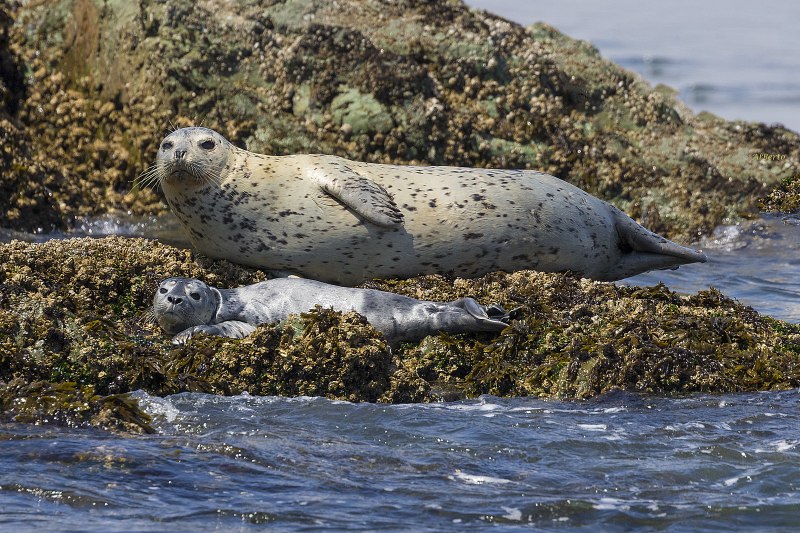Phoca vitulina