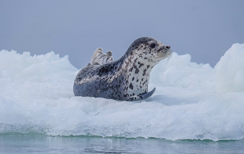 Phoca largha