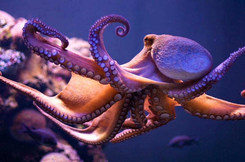 Enteroctopus dofleini