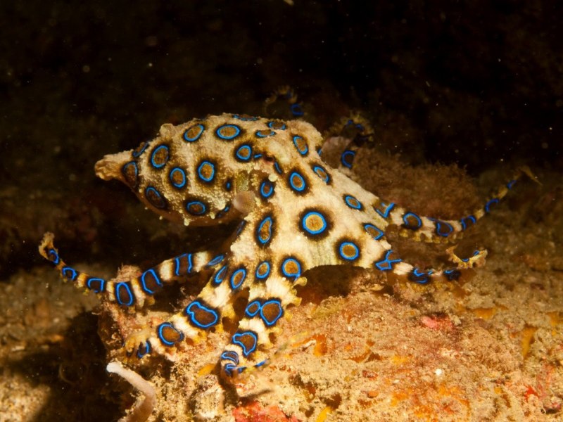 Enteroctopus dofleini