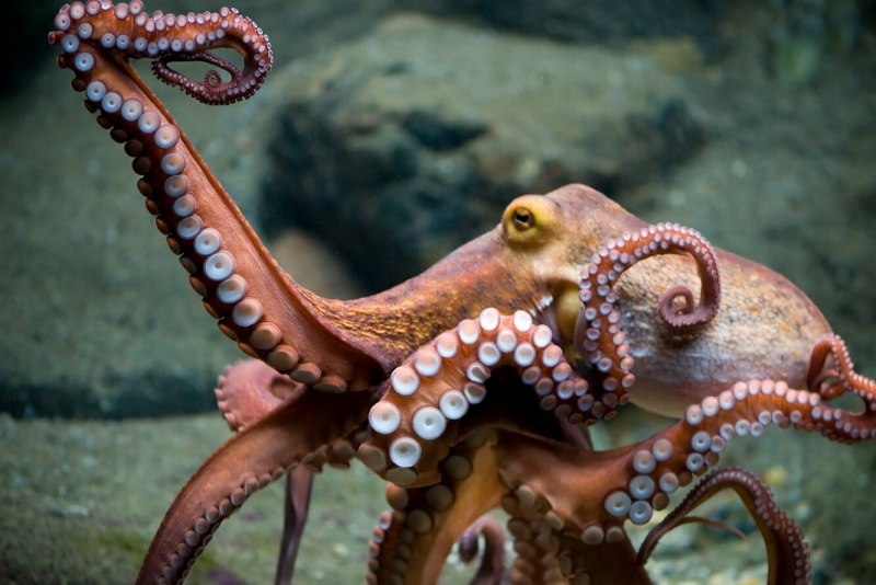 Amphioctopus marginatus