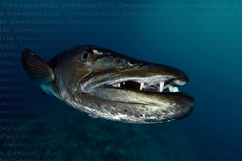 Вид обыкновенная щука - Esox Lucius