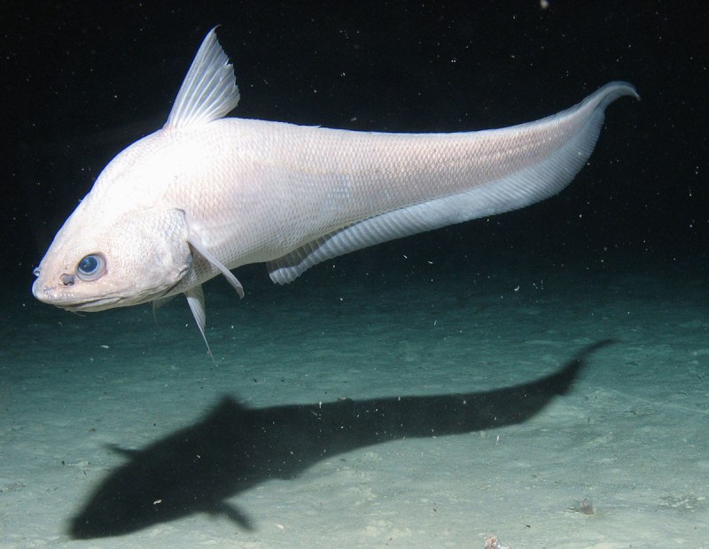 Щука Esox Lucius