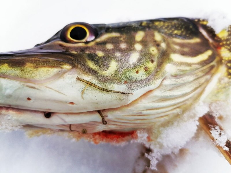 Полосатая щука Esox Niger