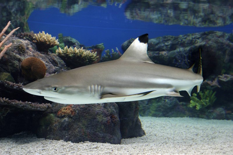 Carcharhinus brevipinna
