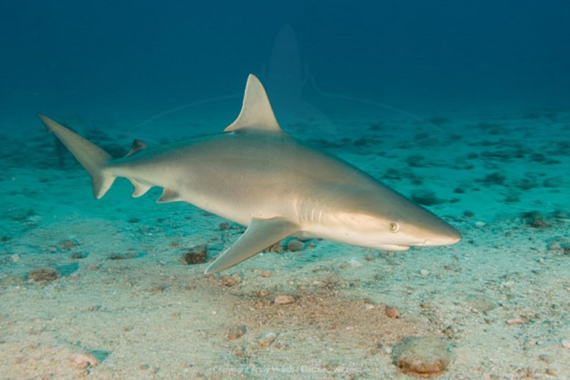 Bonnethead Shark