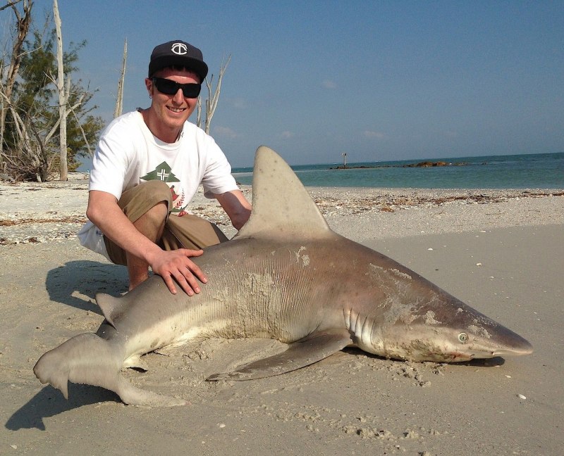 Carcharhinus Sorrah