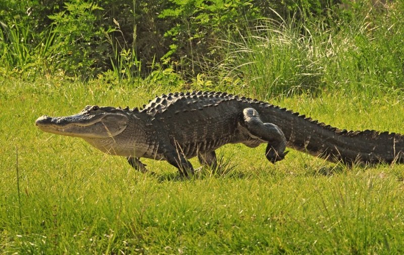 Бегущий крокодил (62 фото)