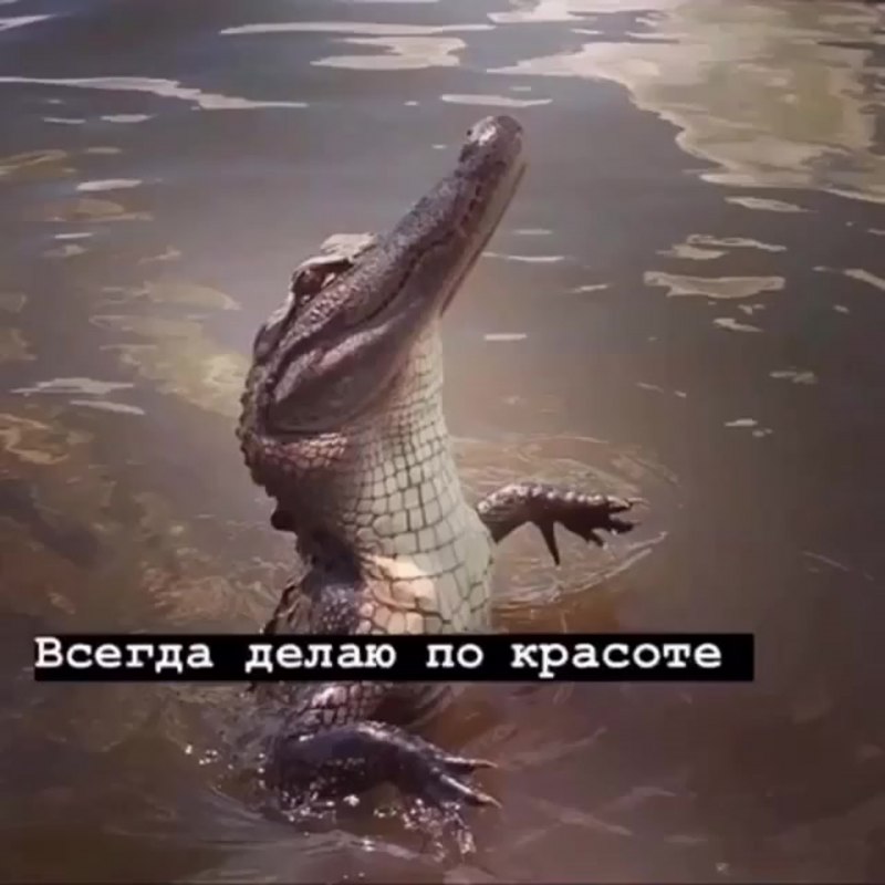 Аллигаторы заповедник Флорида