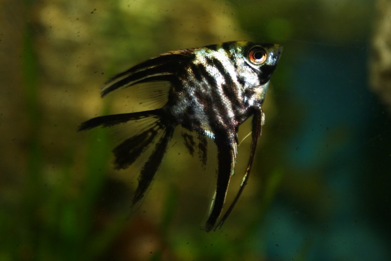 Marble White белый мрамор