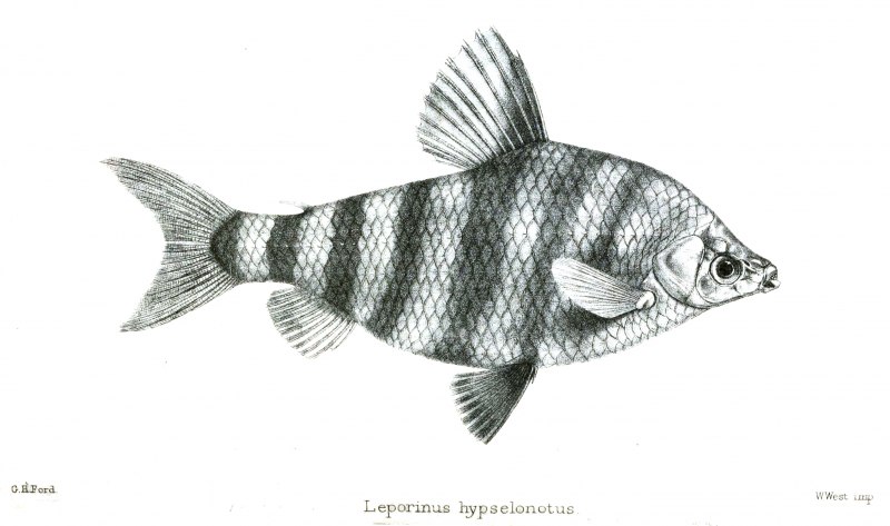 Leporinus nijsseni (лепоринус ньяссена)