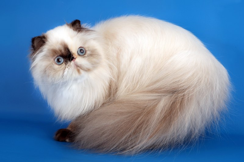 Гималайская кошка