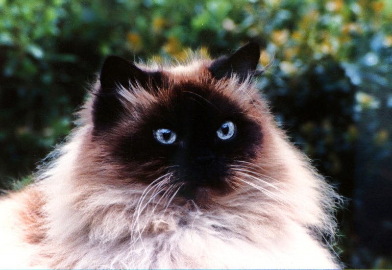 Гималайская Персидская кошка