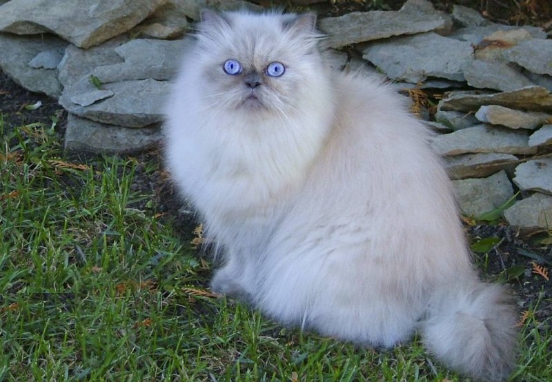 Сиамско Персидская кошка