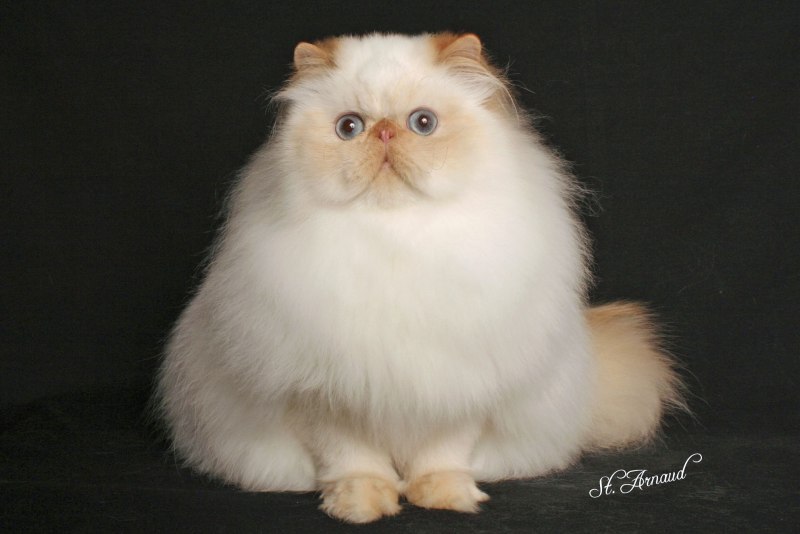 Персидская гималайская кошка котенок