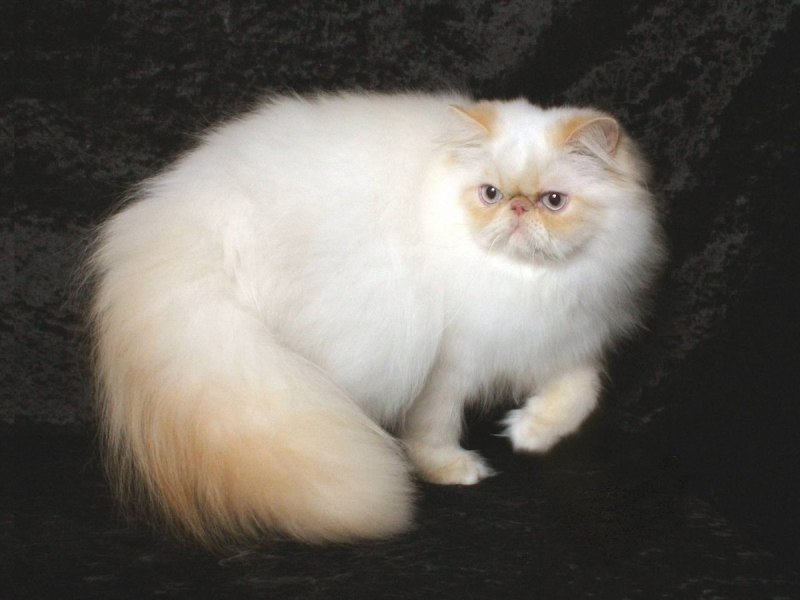 Гималайские сиамские кошки