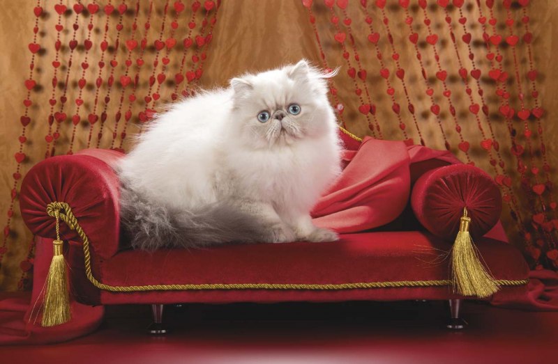Гималайская кошка белая