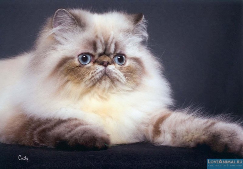 Гималайская Персидская кошка