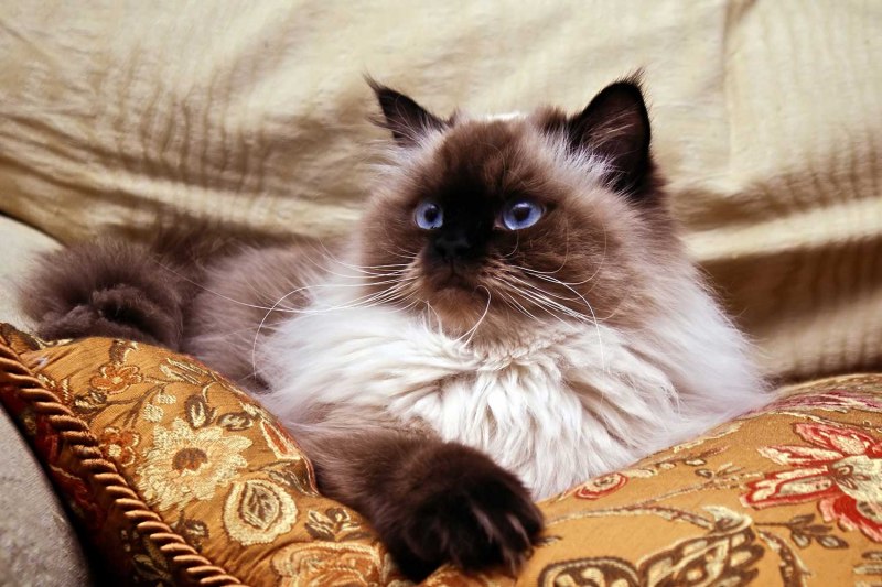 Кошка Гималайский колор поинт