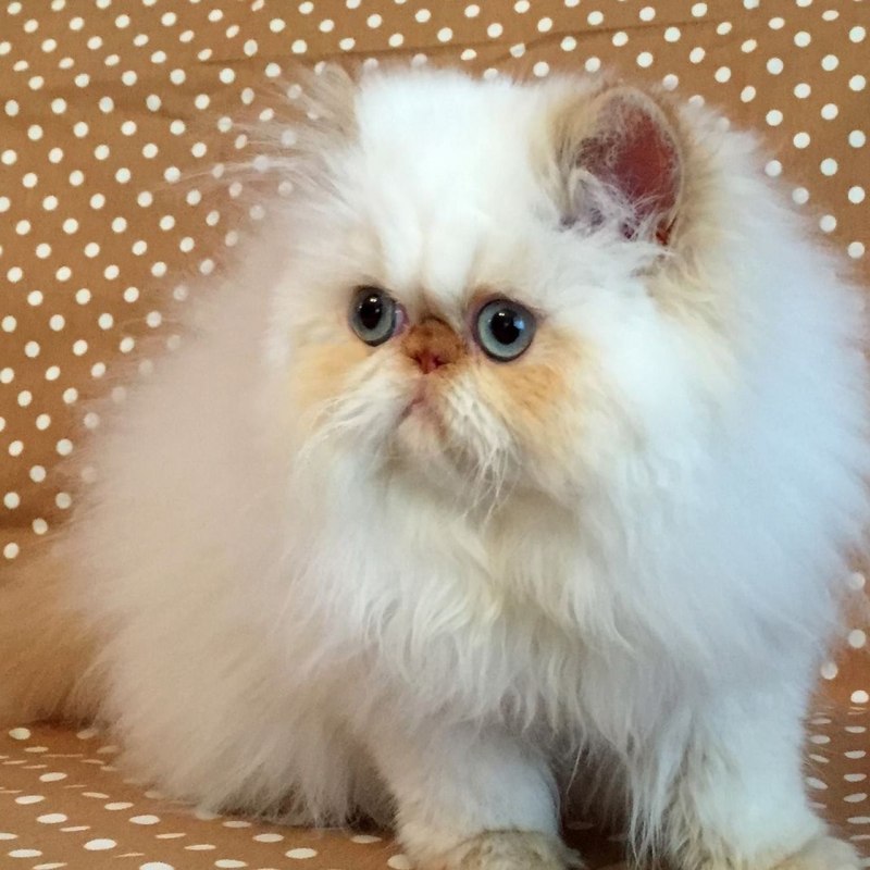 Кот персидский лежит