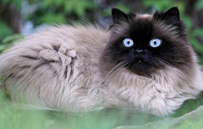 Невская гималайская Сиамская кошка