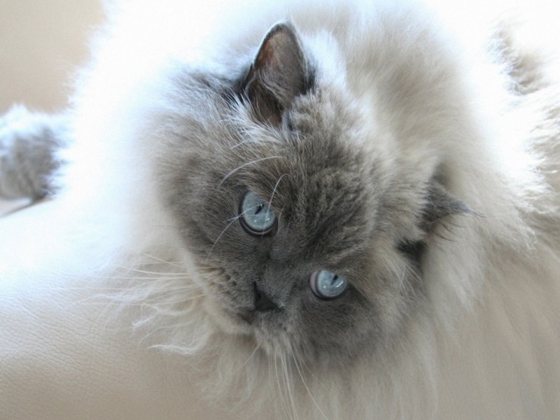 Гималайский кот серый