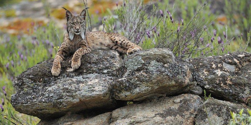 Iberian Lynx