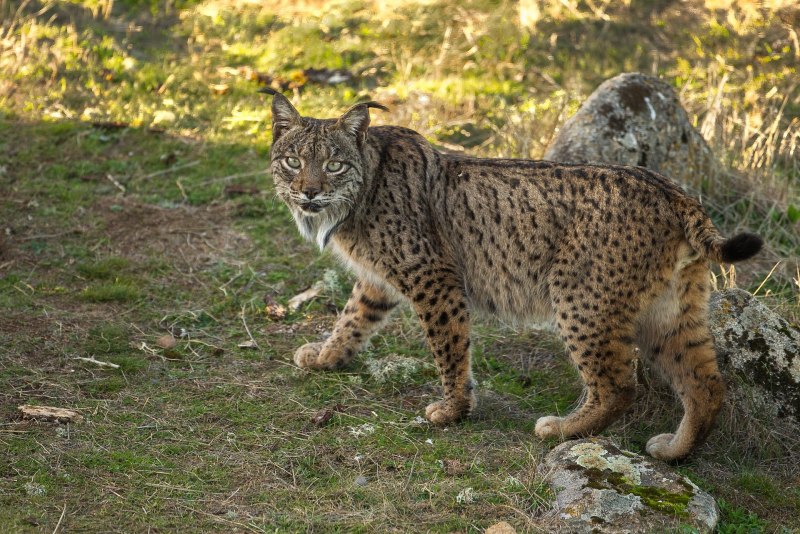 Иберийская (испанская) Рысь (Iberian Lynx)