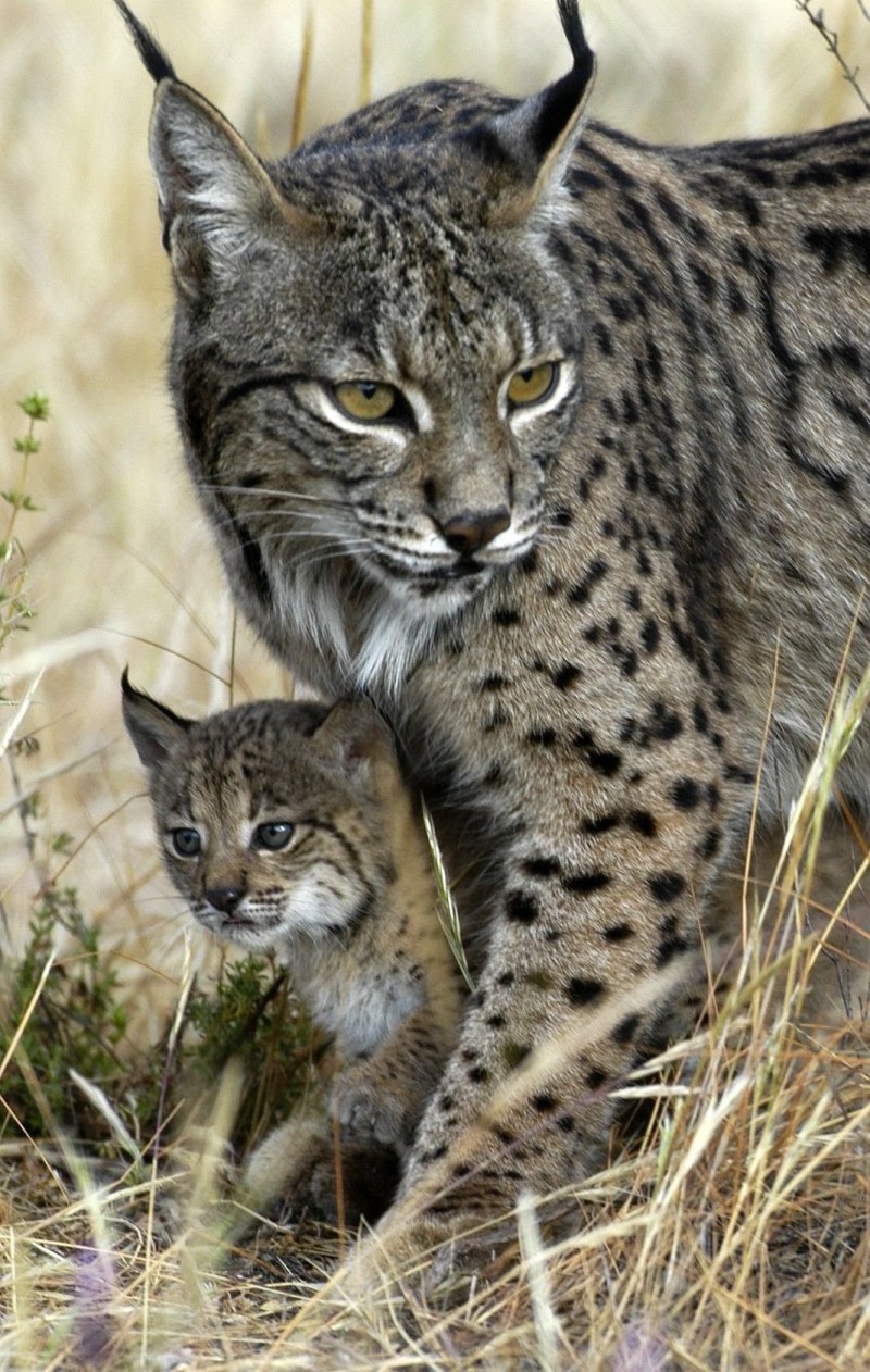 Пиренейская Рысь (Lynx pardinus):