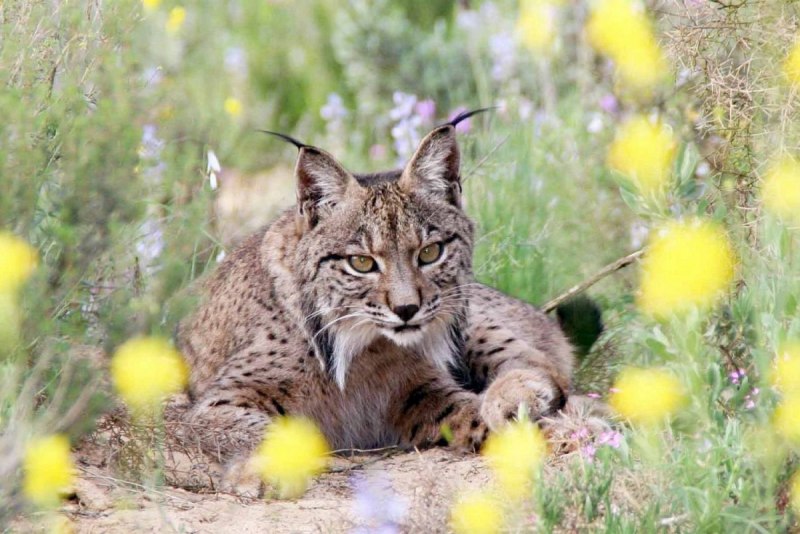 Lynx pardinus