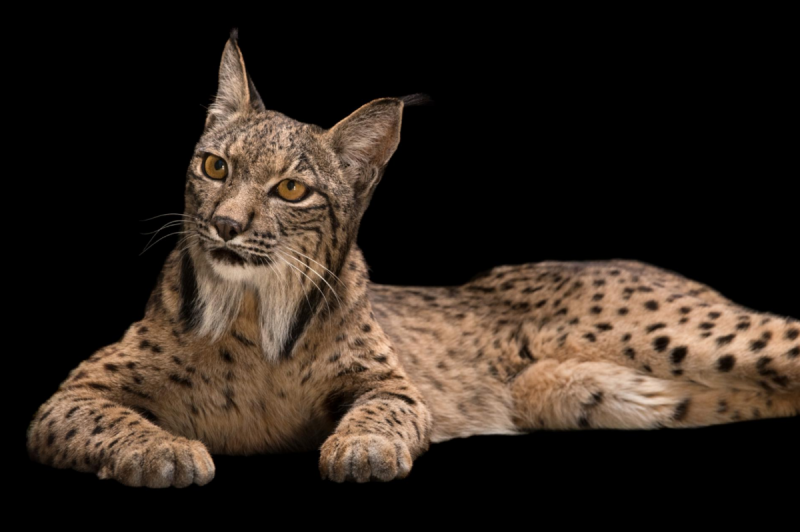 Lynx issiodorensis