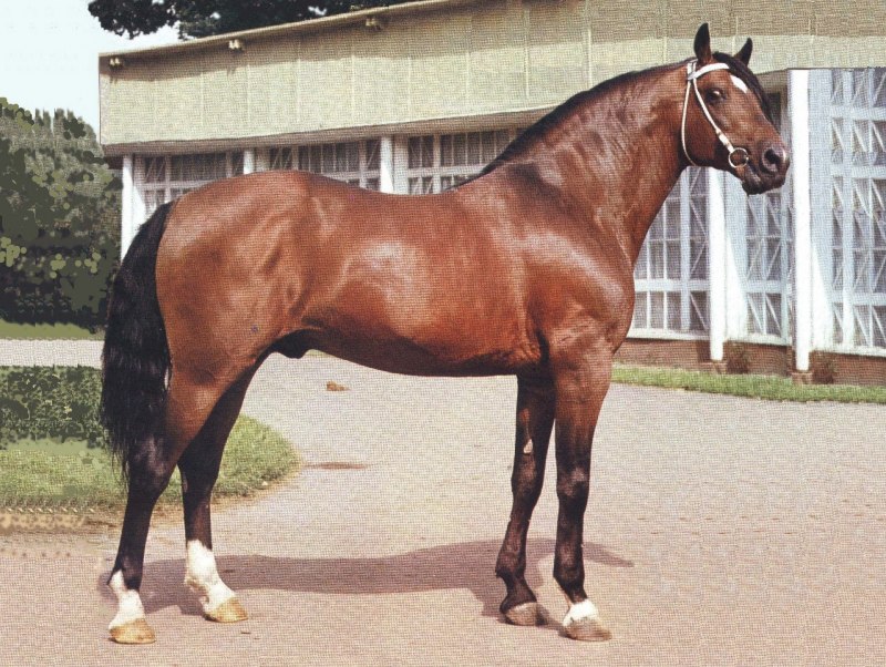 Wild Stallion hooves Ripple
