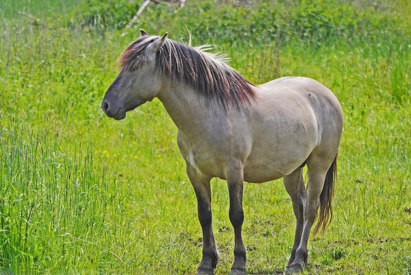 Европейская лошадь (57 фото)