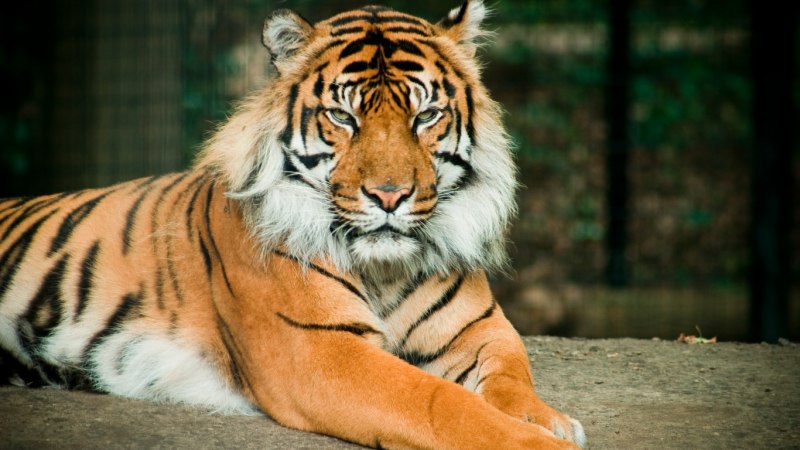 Балийский тигр (59 фото)