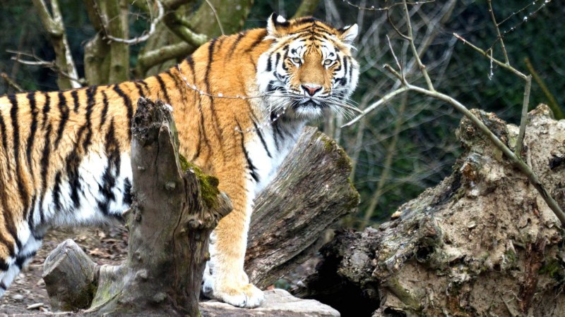 Panthera Tigris sondaica
